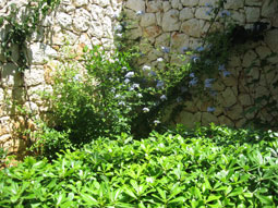 Established flower beds